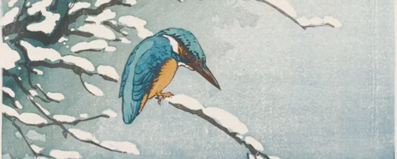 Kingfisher in Winter • Allen W. Seaby